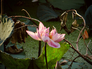 Open Pink Lotus Flower in Evening Light on West Lake in Hanoi, Vietnam