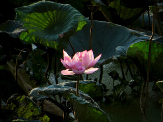 Single lotus highlighted (deep teal-green pads) on West Lake in Hanoi, Vietnam