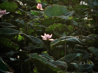 Wide lotus field with scattered blooms on West Lake in Hanoi, Vietnam