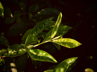 Green leaves in warm light (closeup, dark background) on West Lake in Hanoi, Vietnam