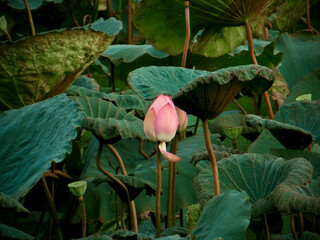Single Pink Lotus Bud Rising From Weathered Leaves on West Lake in Hanoi, Vietnam