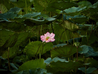Lone Pink Lotus Bloom Amid Lush Green Lotus Leaves on West Lake in Hanoi, Vietnam
