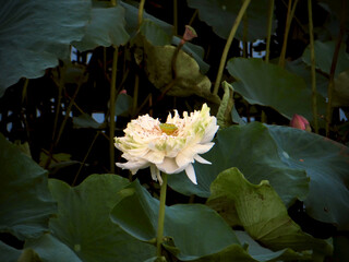 White Double-Petal Lotus Amid Deep Green Leaves on West Lake in Hanoi, Vietnam