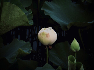 Pale Lotus Bud with Companion Shoot in Soft Shade on West Lake in Hanoi, Vietnam