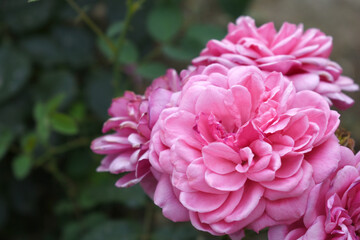 Beautiful pink rose flower closeup in garden, A very beautiful pink yellow rose flower bloomed on the rose tree, Rose flower closeup, bloom flowers, Natural spring flower floral background