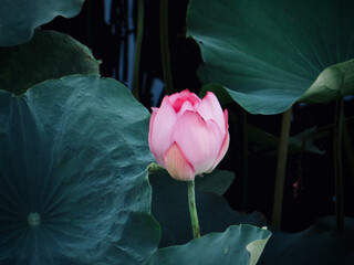 Pink Lotus Bud Portrait with Dramatic Teal Leaves on West Lake in Hanoi, Vietnam