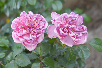 Beautiful pink rose flower closeup in garden, A very beautiful pink yellow rose flower bloomed on the rose tree, Rose flower closeup, bloom flowers, Natural spring flower floral background