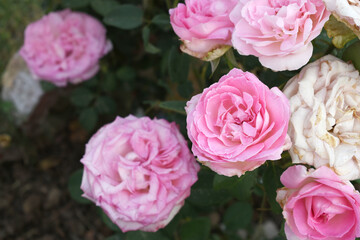 Beautiful pink rose flower closeup in garden, A very beautiful pink yellow rose flower bloomed on the rose tree, Rose flower closeup, bloom flowers, Natural spring flower floral background