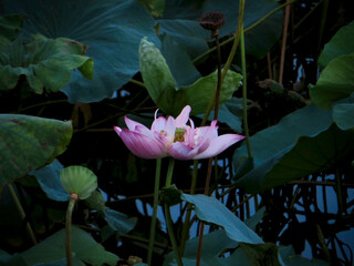 Pink Lotus Bloom in Moody Lotus Pond, Minimal Light in the afternoon on West Lake in Hanoi, Vietnam