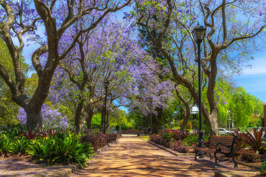 Parramatta Prince Alfred park Jacaranda in walkway