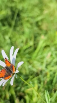 A Butterfly and a fly perched on white daisy flower, swaing in the wind. Green serene field background.
Vertical video 4K