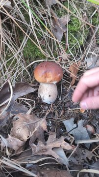 Hand picking  a Freshly Porcini mushroom in the forest. Muchroom hunting concept. Premium food.  Vertical. 4K