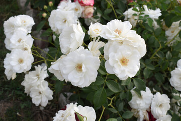Beautiful white rose flower closeup in garden, A very beautiful white rose flower bloomed on the rose tree, Rose flower closeup, bloom flowers, Natural spring flower, Natural floral background,