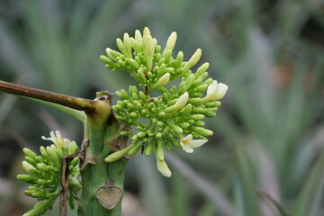 Wild edible forest fruits offer natural sweetness, rich nutrients, and unique flavors found in untouched wilderness.