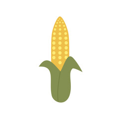 Fresh corn on the cob. Organic Farm Fresh Corn. Sweet Yellow Corn on the Cob. Agriculture product. Farmer market product.