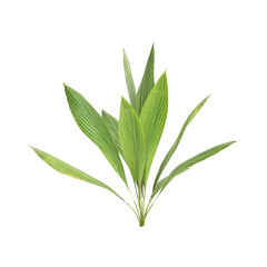 Curculigo orchioides plants 3d illustration on transparent background