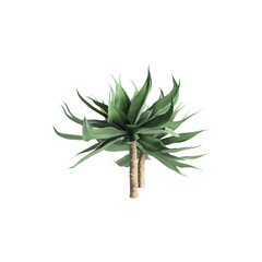 Agave attenuata plants 3d illustration on transparent background