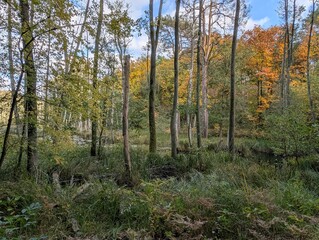 Fototapeta premium Bäume und Sträucher im Briesetal, bei Birkenwerder (Brandenburg), zur herbstsaison