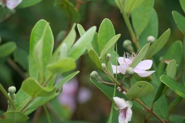 Wild edible forest fruits offer natural sweetness, rich nutrients, and unique flavors found in untouched wilderness.