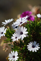white Osteospermum flowers African chamomile