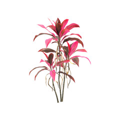 Cordyline fruticosa plants 3d illustration on transparent background