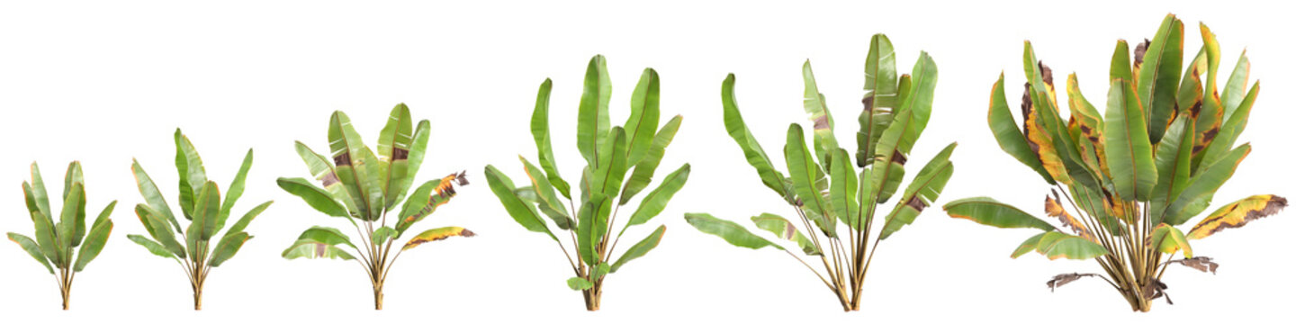 Multiple Ensete ventricosum Maurelii plants 3d illustration on transparent background