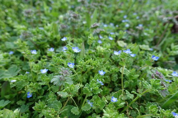 Many blue flowers of grey field speedwell in April