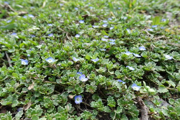 Plentiful blue flowers of grey field speedwell in March