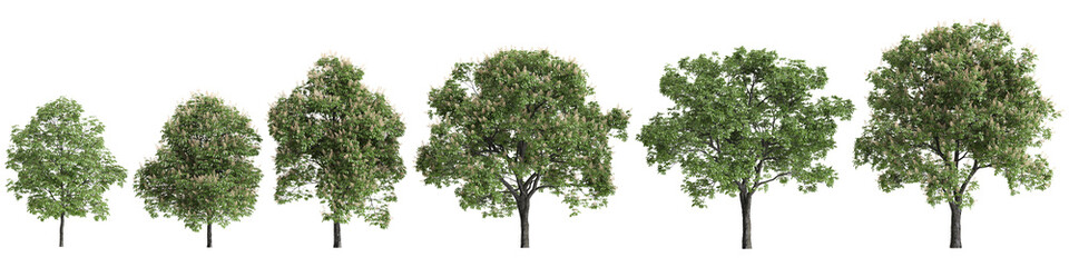 Multiple Aesculus hippocastanum trees 3d illustration on transparent background
