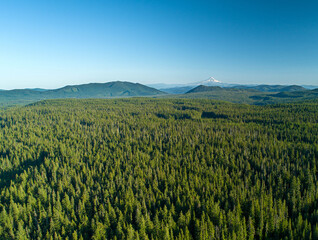 Aerial view of lush green forest stretching to the horizon, with the snow-capped peak of Mount Hood piercing the blue sky, Portland, Oregon, United States.