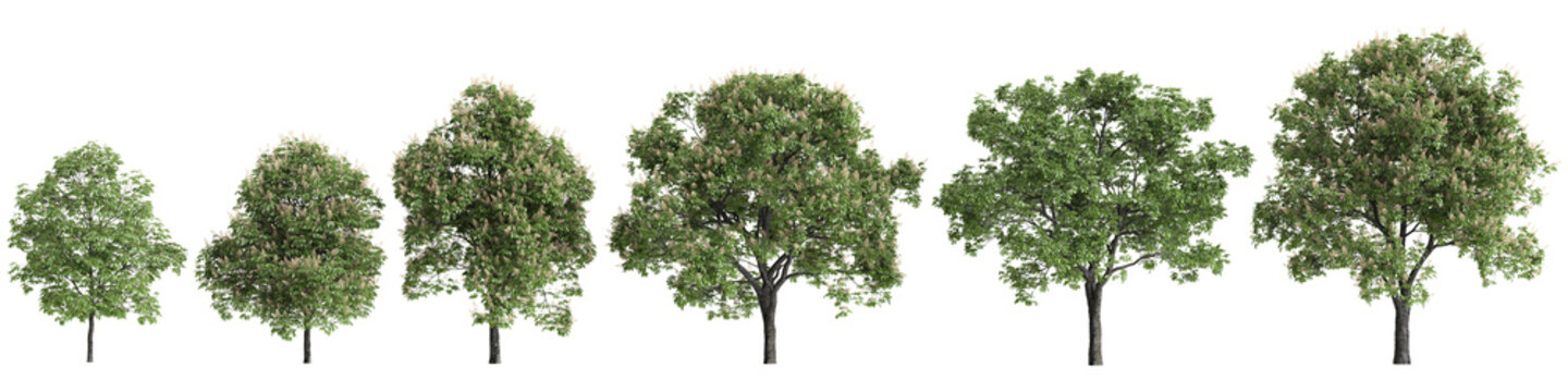 Multiple Aesculus hippocastanum trees 3d illustration on transparent background