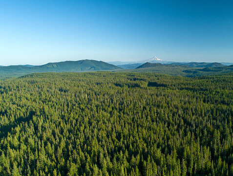 Aerial view of lush green forest stretching to the horizon, with the snow-capped peak of Mount Hood piercing the blue sky, Portland, Oregon, United States. - Powered by Adobe