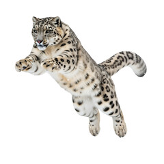 Snow leopard jumping mid-air, transparent background