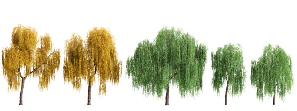 3D illustration of a pack of multiple Salix babylonica plants on a transparent background