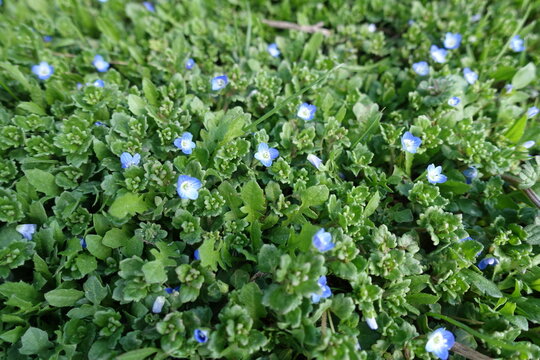 Simple blue flowers of grey field speedwell in April