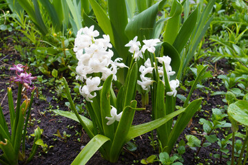 Obraz premium White and pink flowers of hyacinths in April