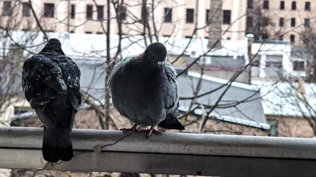 Closeup of two pigeons sitting on parapet as they gaze curiously, slow motion