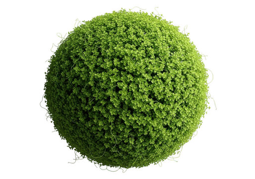 A vibrant green topiary ball isolated on transparent background, showcasing its lush texture
