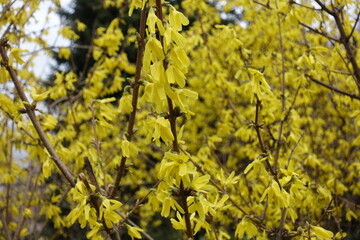 Fototapeta premium Blossoming branches of forsythia with yellow flowers in mid April