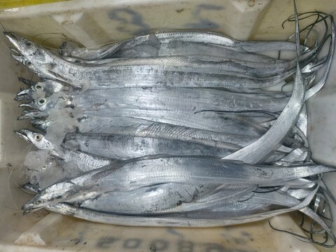 Silver scabbard fish in container with ice, fresh and glossy.