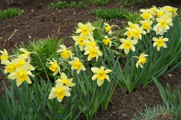 Fototapeta premium Blooming yellow daffodils in a row in April