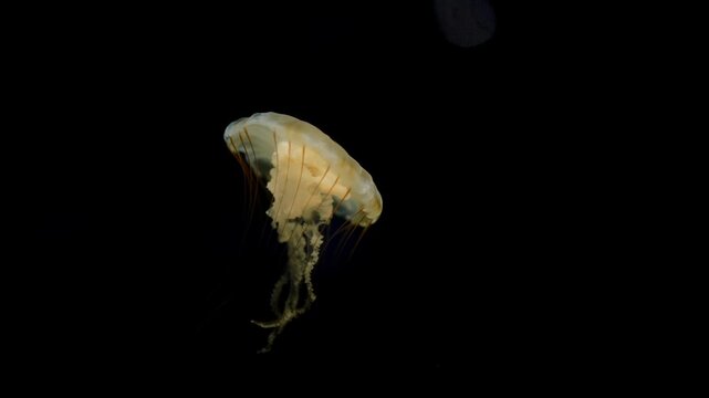 A Pacific Sea Nettle drifts gracefully through the dark water, its body glowing softly with bioluminescence, illuminating the deep sea with tranquil, ethereal beauty.