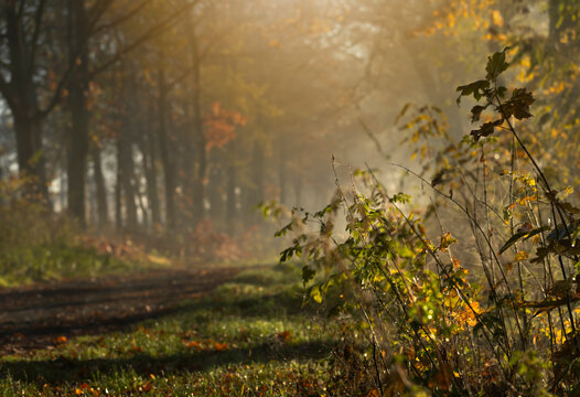 Fototapeta Jesienny, mglisty poranek , wschód słońca, tapeta, dekoracja.