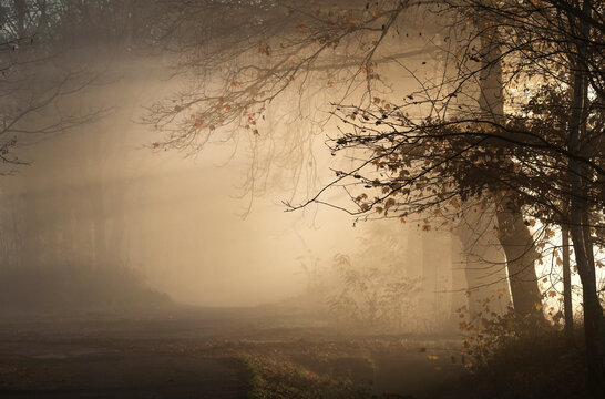 Fototapeta Jesienny, mglisty poranek , wschód słońca, tapeta, dekoracja.