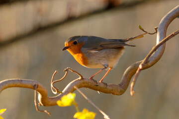 Rotkehlchen (Erithacus rubecula) sitzt auf Ast im Gegenlicht 