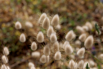 Samtgras (Lagurus ovatus) Süßgras, Blütenstand 