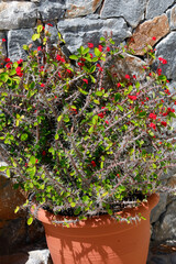 Christusdorn (Euphorbia milii) Wolfsmilchgewächs mit roten Blüten
