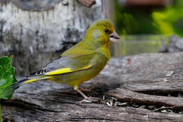 Grünfink (Chloris chloris) auch Grünling im Garten 