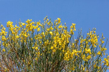 Ginster (Genista) Zierstrauch mit gelben Blüten 