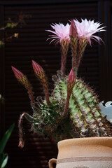 Kaktus mit rosa Blüte 